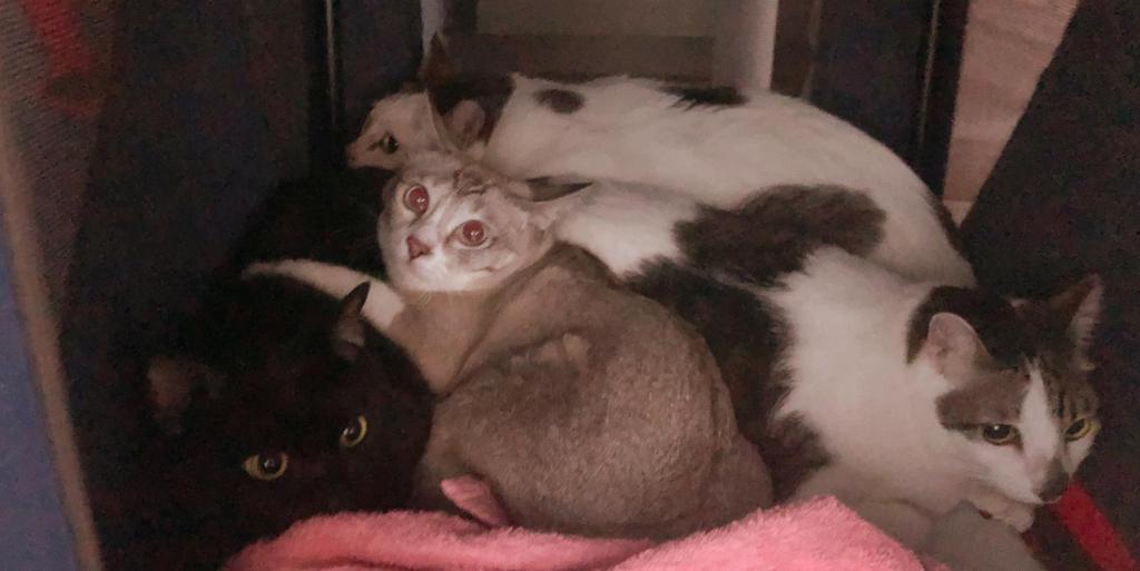 Moving House with 4 Furkids in Tow